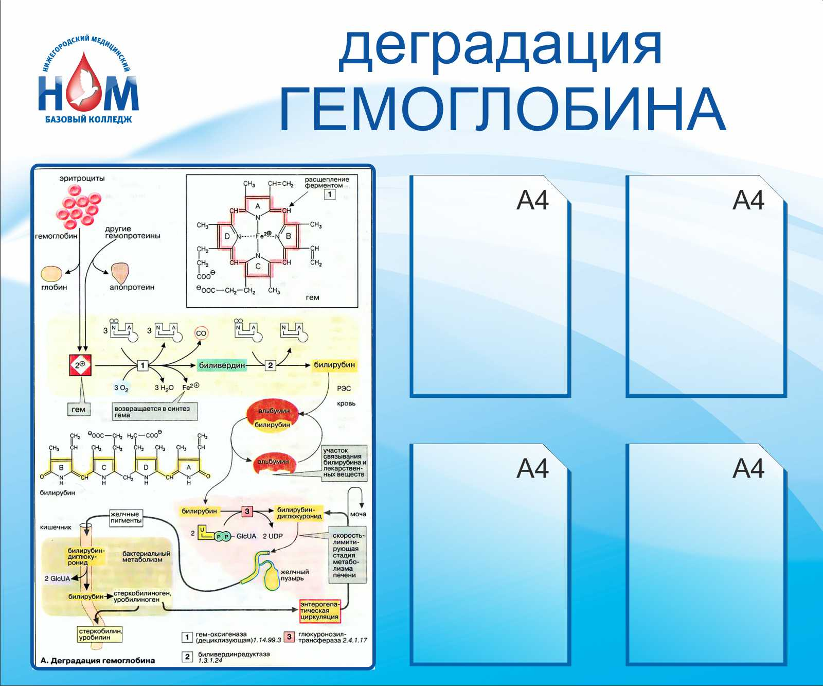 Деградация гемоглобинав Минусинске